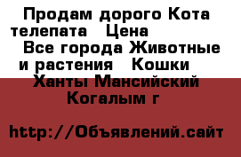  Продам дорого Кота-телепата › Цена ­ 4 500 000 - Все города Животные и растения » Кошки   . Ханты-Мансийский,Когалым г.